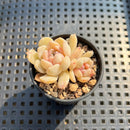 Echeveria sp. 2" Succulent Plant Cutting