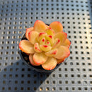 Echeveria 'Lovebird' 2" Succulent Plant