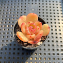 Echeveria sp. 1"-2" Succulent Plant Cutting