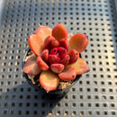 Echeveria 'Pine Rose' 2" Succulent Plant Cutting