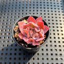 Echeveria 'Trumpet Pinky' 1"-2" Succulent Plant Cutting