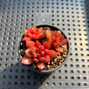 Echeveria Cuspidata 'San Roberto' 1"-2" Succulent Plant