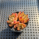 Echeveria 'Sarabony' 2" Cluster Succulent Plant