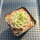 Echeveria 'Compton Carousel' Variegated 2" Succulent Plant