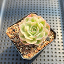 Echeveria 'Compton Carousel' Variegated 2" Succulent Plant