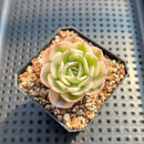 Echeveria 'Compton Carousel' Variegated 1"-2" Succulent Plant