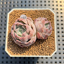 Echeveria 'Husky' 1" Succulent Plant Cutting