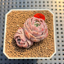 Echeveria 'Husky' 1" Succulent Plant Cutting
