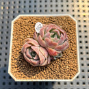 Echeveria 'Husky' 1" Succulent Plant Cutting