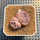 Echeveria 'Husky' 1" Succulent Plant Cutting
