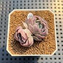 Echeveria 'Husky' 1" Succulent Plant Cutting