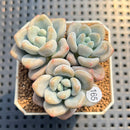 Pachyveria 'Jelly Pong Pong' 2" Succulent Plant Cutting