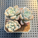 Pachyveria 'Jelly Pong Pong' 2" Succulent Plant Cutting