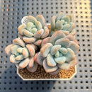 Pachyveria 'Jelly Pong Pong' 2" Succulent Plant Cutting
