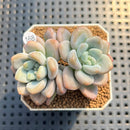 Pachyveria 'Jelly Pong Pong' 2" Succulent Plant Cutting