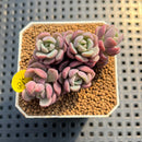 Sedeveria 'Cherry Bonbon' 2" New Hybrid Succulent Plant Cutting