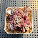 Sedeveria 'Cherry Bonbon' 2" New Hybrid Succulent Plant Cutting