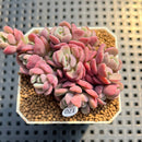 Sedeveria 'Cherry Bonbon' 2" New Hybrid Succulent Plant Cutting