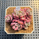 Sedeveria 'Cherry Bonbon' 2" New Hybrid Succulent Plant Cutting