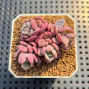 Sedeveria 'Cherry Bonbon' 2" New Hybrid Succulent Plant Cutting