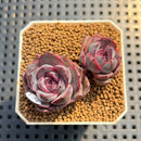 Echeveria 'Mirine' 2" Succulent Plant Cutting