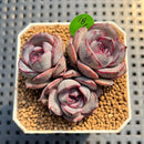 Echeveria 'Mirine' 2" Succulent Plant Cutting