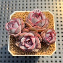 Echeveria 'Mirine' 2" Succulent Plant Cutting