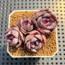 Echeveria 'Mirine' 2" Succulent Plant Cutting