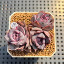 Echeveria 'Mirine' 2" Succulent Plant Cutting