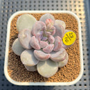 Graptoveria 'Amarina' 2" Succulent Plant Cutting