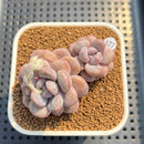 Graptoveria 'Amarina' 2" Succulent Plant Cutting