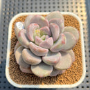 Graptoveria 'Amarina' 2" Succulent Plant Cutting