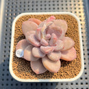 Graptoveria 'Amarina' 2" Succulent Plant Cutting