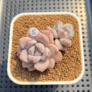 Graptoveria 'Amarina' 2" Succulent Plant Cutting