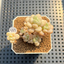 Echeveria 'Sugarplum' 2" Succulent Plant Cutting