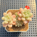 Echeveria 'Sugarplum' 2" Succulent Plant Cutting