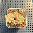 Echeveria 'Sugarplum' 2" Succulent Plant Cutting