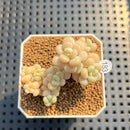 Echeveria 'Sugarplum' 2" Succulent Plant Cutting