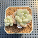 Graptoveria 'Pretty Woman' 1"-2" Succulent Plant Cutting