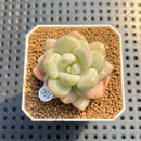 Graptoveria 'Pretty Woman' 1"-2" Succulent Plant Cutting