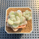 Graptoveria 'Pretty Woman' 1"-2" Succulent Plant Cutting