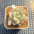 Graptoveria 'Pretty Woman' 1"-2" Succulent Plant Cutting