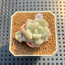 Graptoveria 'Pretty Woman' 1"-2" Succulent Plant Cutting
