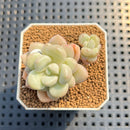 Graptoveria 'Pretty Woman' 1"-2" Succulent Plant Cutting