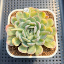 Echeveria 'Twin Berry' Variegated 2" Succulent Plant