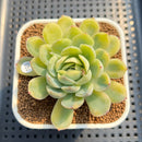Echeveria 'Twin Berry' Variegated 2" Succulent Plant