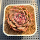 Echeveria 'Pinks' 2" Succulent Plant Cutting