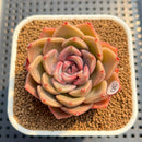 Echeveria 'Pinks' 2" Succulent Plant Cutting
