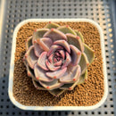 Echeveria 'Pinks' 2" Succulent Plant Cutting