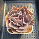 Echeveria 'Butterfly' 2" Succulent Plant Cutting